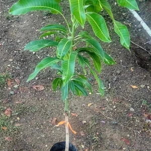 Grafted Rapoza Mango Tree Live Plant - Tropical Fruit, Fast Growing 1-2 ft - Image 2