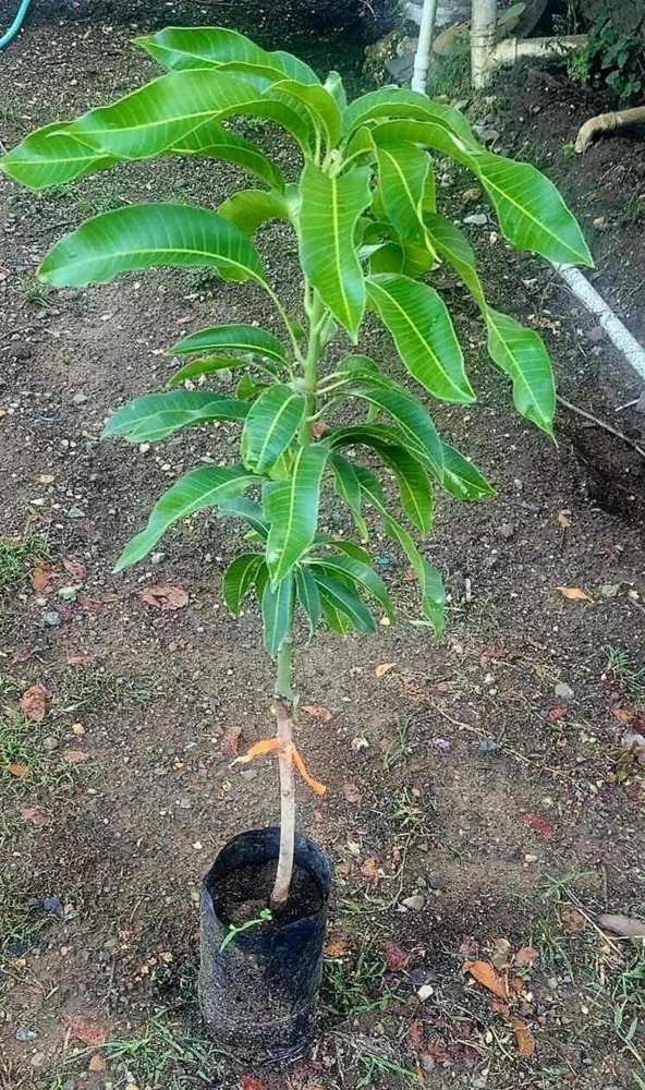 Grafted Rapoza Mango Tree Live Plant - Tropical Fruit, Fast Growing 1-2 ft - Image 2