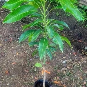 Grafted Rapoza Mango Tree Live Plant - Tropical Fruit, Fast Growing 1-2 ft - Image 3