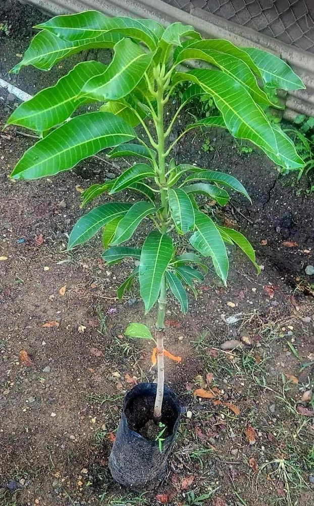 Grafted Rapoza Mango Tree Live Plant - Tropical Fruit, Fast Growing 1-2 ft - Image 3