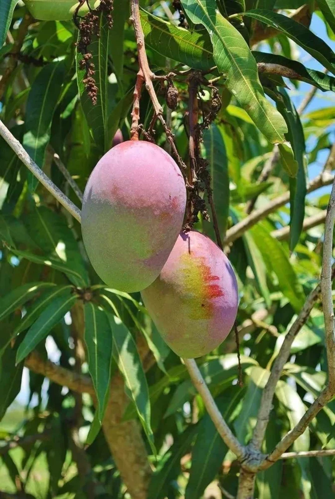 Grafted Rapoza Mango Tree Live Plant - Tropical Fruit, Fast Growing 1-2 ft - Image 4