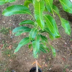 Grafted Rapoza Mango Tree Live Plant - Tropical Fruit, Fast Growing 1-2 ft - Image 5