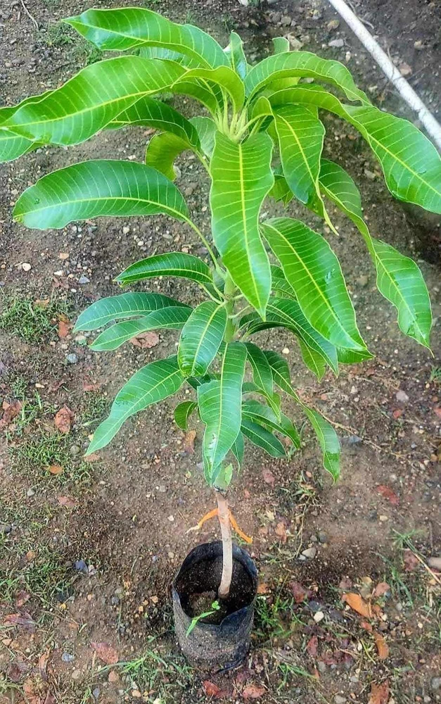 Grafted Rapoza Mango Tree Live Plant - Tropical Fruit, Fast Growing 1-2 ft - Image 5