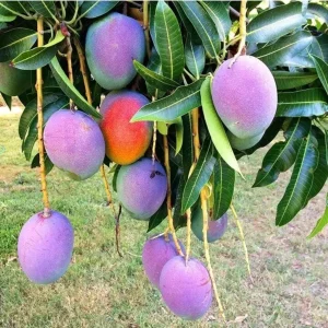Grafted Rapoza Mango Tree Live Plant - Tropical Fruit, Fast Growing 1-2 ft - Image 6
