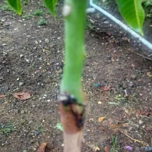 Grafted Rapoza Mango Tree Live Plant - Tropical Fruit, Fast Growing 1-2 ft - Image 7