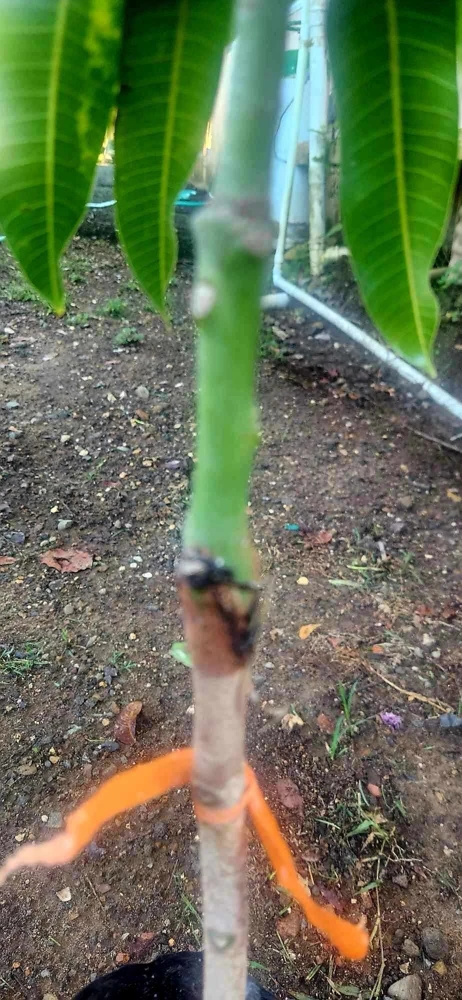 Grafted Rapoza Mango Tree Live Plant - Tropical Fruit, Fast Growing 1-2 ft - Image 7