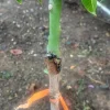 Grafted Rapoza Mango Tree Live Plant - Tropical Fruit, Fast Growing 1-2 ft - Image 1