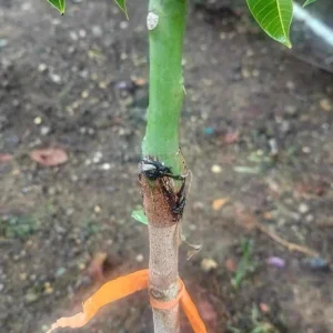 Grafted Rapoza Mango Tree Live Plant - Tropical Fruit, Fast Growing 1-2 ft - Image 1