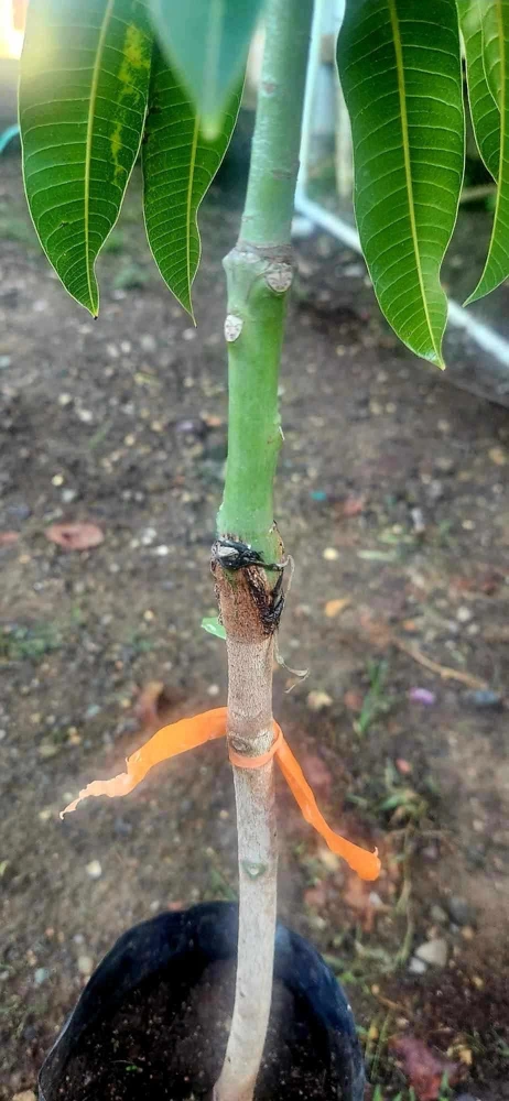 Grafted Rapoza Mango Tree Live Plant - Tropical Fruit, Fast Growing 1-2 ft - Image 1
