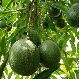 Grafted Reed Avocado Live Fruit Tree (1-2ft) - Outdoor Plant - Image 3