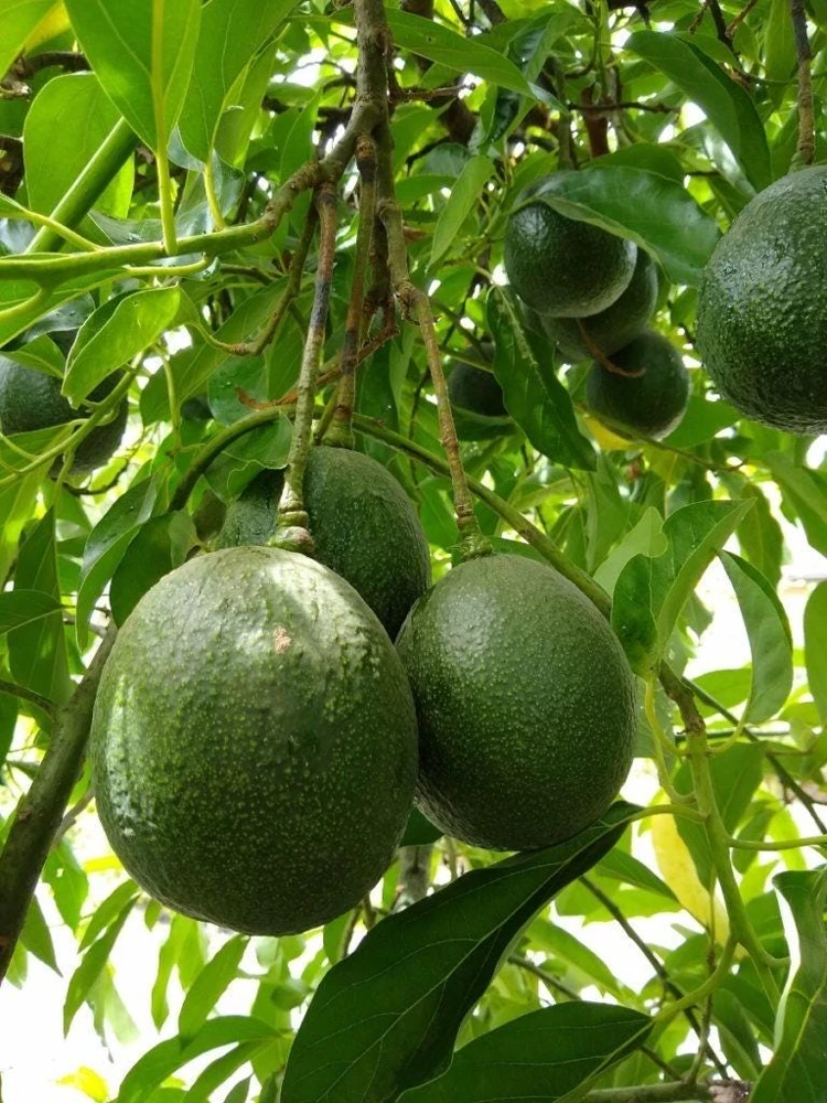 Grafted Reed Avocado Live Fruit Tree (1-2ft) - Outdoor Plant - Image 3