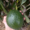 Grafted Reed Avocado Live Fruit Tree (1-2ft) - Outdoor Plant - Image 1