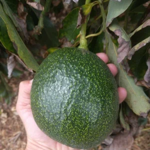 Grafted Reed Avocado Live Fruit Tree (1-2ft) - Outdoor Plant - Image 1