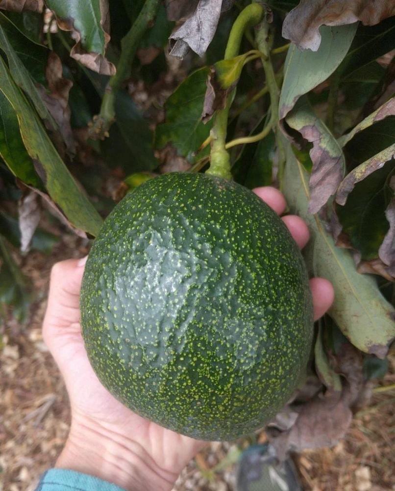 Grafted Reed Avocado Live Fruit Tree (1-2ft) - Outdoor Plant - Image 1