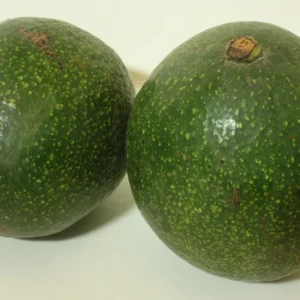 Grafted Reed Avocado Live Fruit Tree (1-2ft) - Outdoor Plant - Image 4
