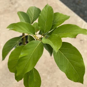 Grafted Reed Avocado Live Fruit Tree (1-2ft) - Outdoor Plant - Image 5