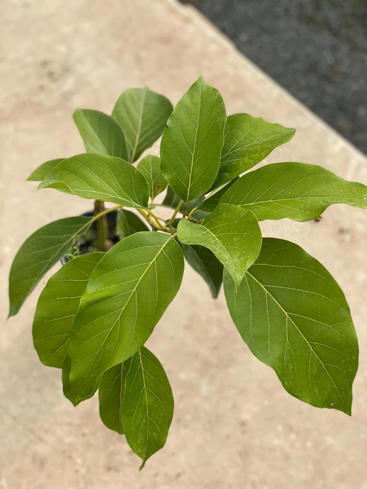 Grafted Reed Avocado Live Fruit Tree (1-2ft) - Outdoor Plant - Image 5