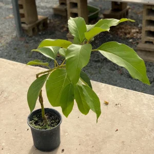 Grafted Reed Avocado Live Fruit Tree (1-2ft) - Outdoor Plant - Image 6