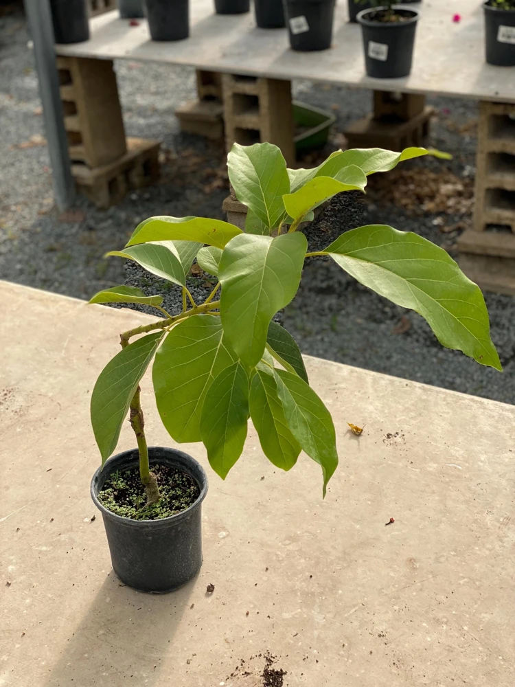 Grafted Reed Avocado Live Fruit Tree (1-2ft) - Outdoor Plant - Image 6