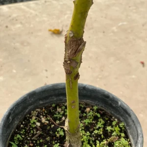 Grafted Reed Avocado Live Fruit Tree (1-2ft) - Outdoor Plant - Image 7