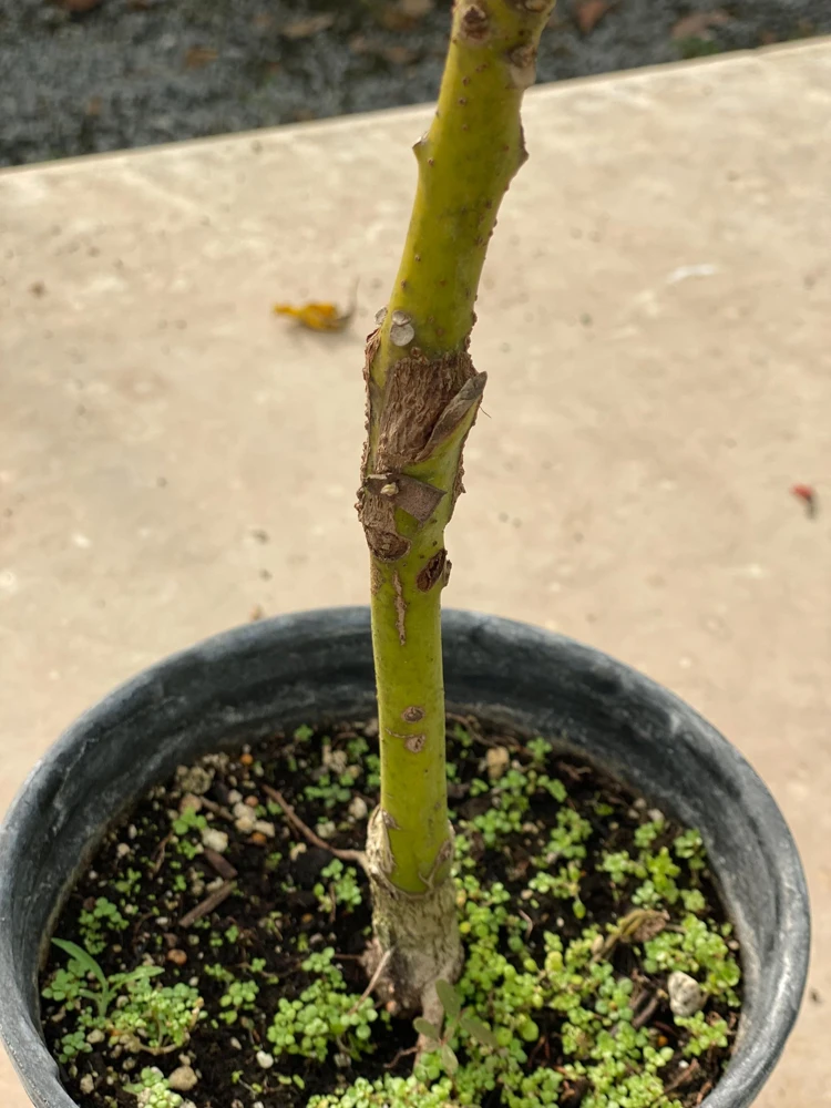 Grafted Reed Avocado Live Fruit Tree (1-2ft) - Outdoor Plant - Image 7