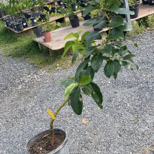 Grafted Reed Avocado Live Tree Plant (30-48in) - Outdoor Fruit Tree - Image 3