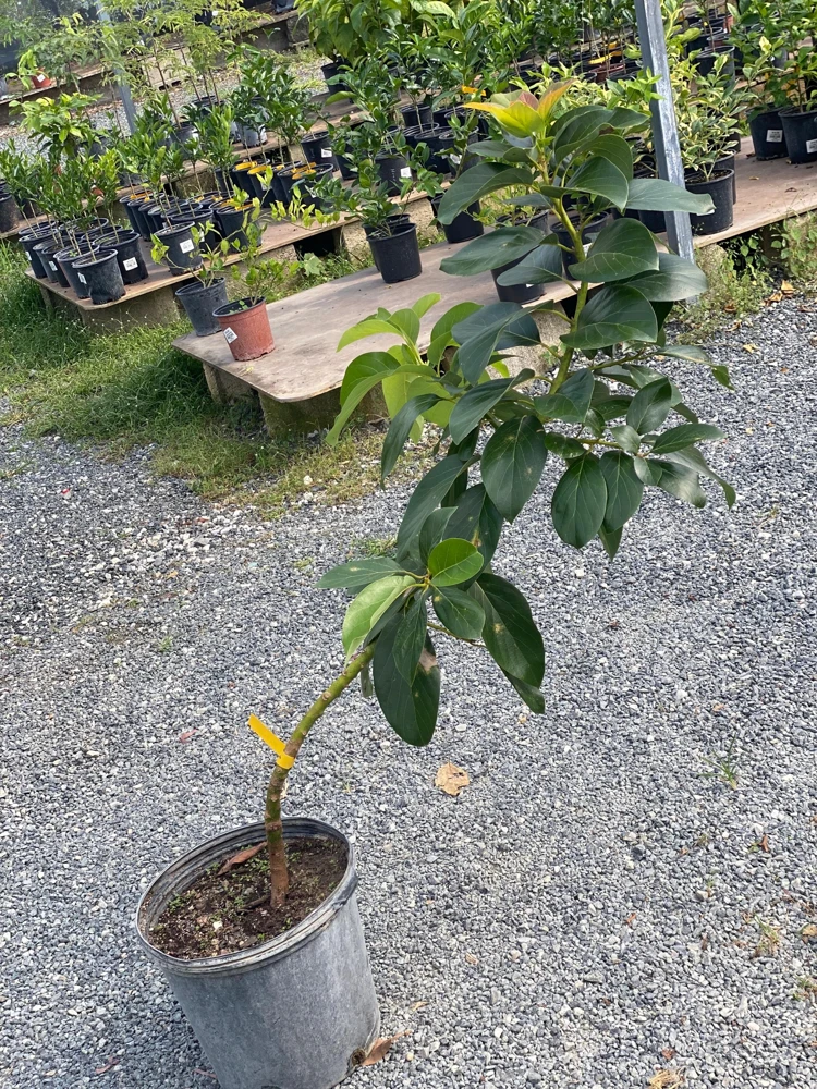Grafted Reed Avocado Live Tree Plant (30-48in) - Outdoor Fruit Tree - Image 3
