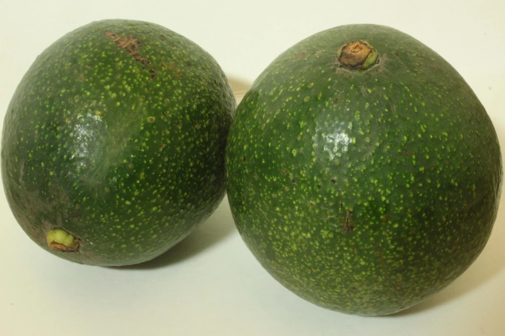 Grafted Reed Avocado Live Tree Plant (30-48in) - Outdoor Fruit Tree - Image 6