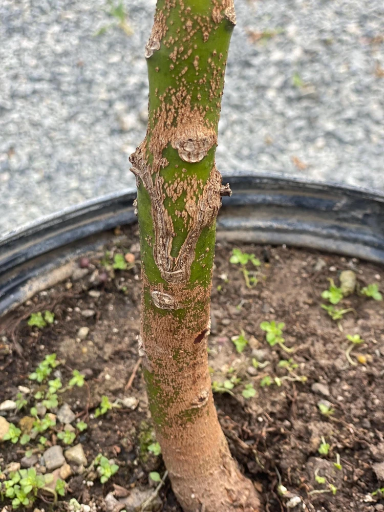 Grafted Reed Avocado Live Tree Plant (30-48in) - Outdoor Fruit Tree - Image 7