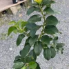 Grafted Reed Avocado Live Tree Plant (30-48in) - Outdoor Fruit Tree - Image 1
