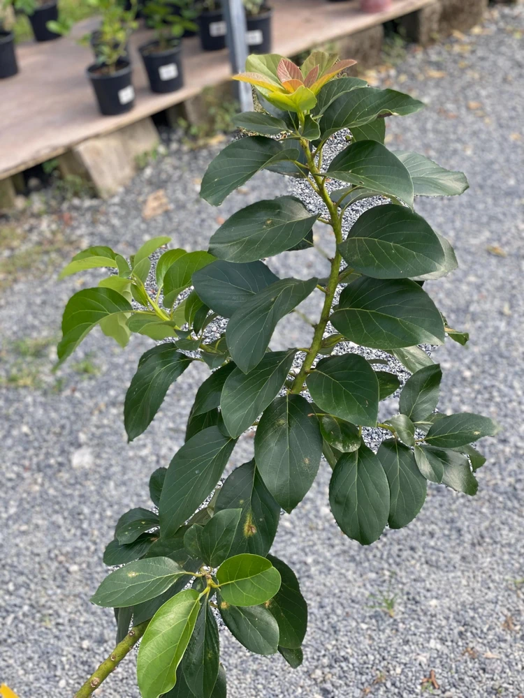 Grafted Reed Avocado Live Tree Plant (30-48in) - Outdoor Fruit Tree - Image 1