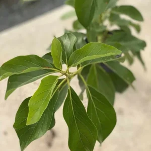 Grafted Simmonds Avocado Tree - Live Fruit Plant - 1-2ft Tall - Outdoor - Image 2