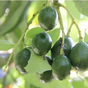 Grafted Simmonds Avocado Tree - Live Fruit Plant - 1-2ft Tall - Outdoor - Image 3