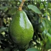 Grafted Simmonds Avocado Tree - Live Fruit Plant - 1-2ft Tall - Outdoor - Image 1