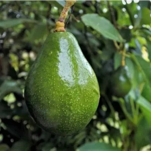 Grafted Simmonds Avocado Tree - Live Fruit Plant - 1-2ft Tall - Outdoor - Image 1