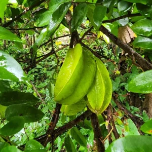 Grafted Star Fruit Live Tree (1-2ft) – Averrhoa Carambola – Outdoor Fruit Plant - Image 2