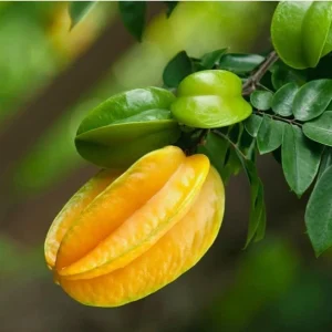 Grafted Star Fruit Live Tree (1-2ft) – Averrhoa Carambola – Outdoor Fruit Plant - Image 3