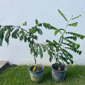 Grafted Star Fruit Live Tree (1-2ft) – Averrhoa Carambola – Outdoor Fruit Plant - Image 7