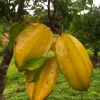 Grafted Star Fruit Live Tree (1-2ft) – Averrhoa Carambola – Outdoor Fruit Plant - Image 1