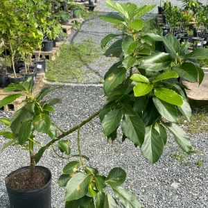 Grafted Tree Avocado Criollo Live Plant - 30-48 inches tall - Outdoor Fruit Tree - Image 4