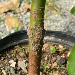 Grafted Tree Avocado Criollo Live Plant - 30-48 inches tall - Outdoor Fruit Tree - Image 6
