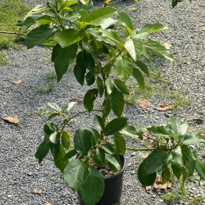 Grafted Tree Avocado Criollo Live Plant - 30-48 inches tall - Outdoor Fruit Tree - Image 1