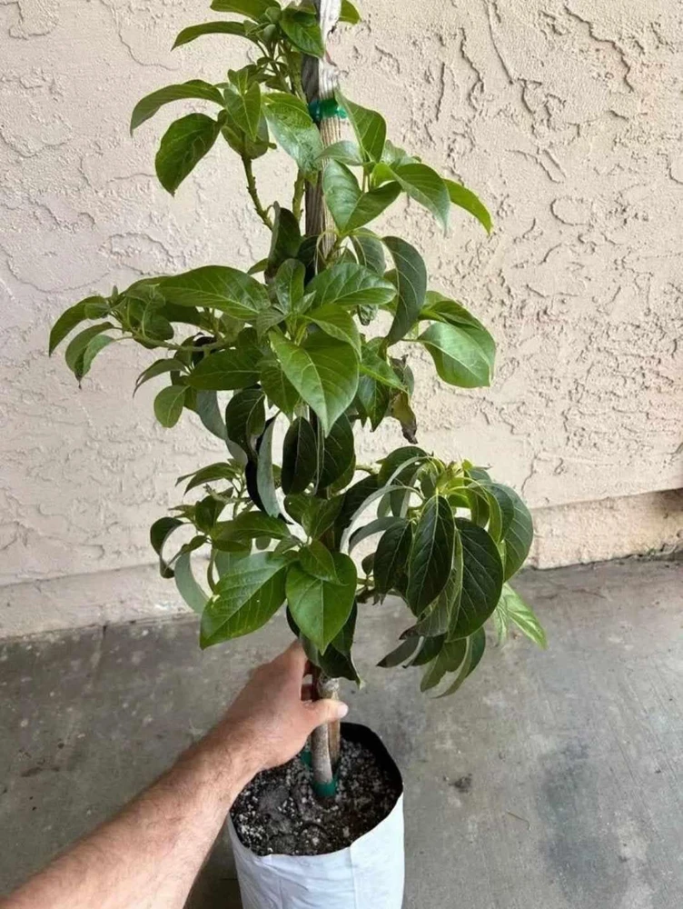 Grafted Wilson Popenoe Avocado Live Plant – Fast Fruiting, High Yield, 3-4 ft Tall - Image 2