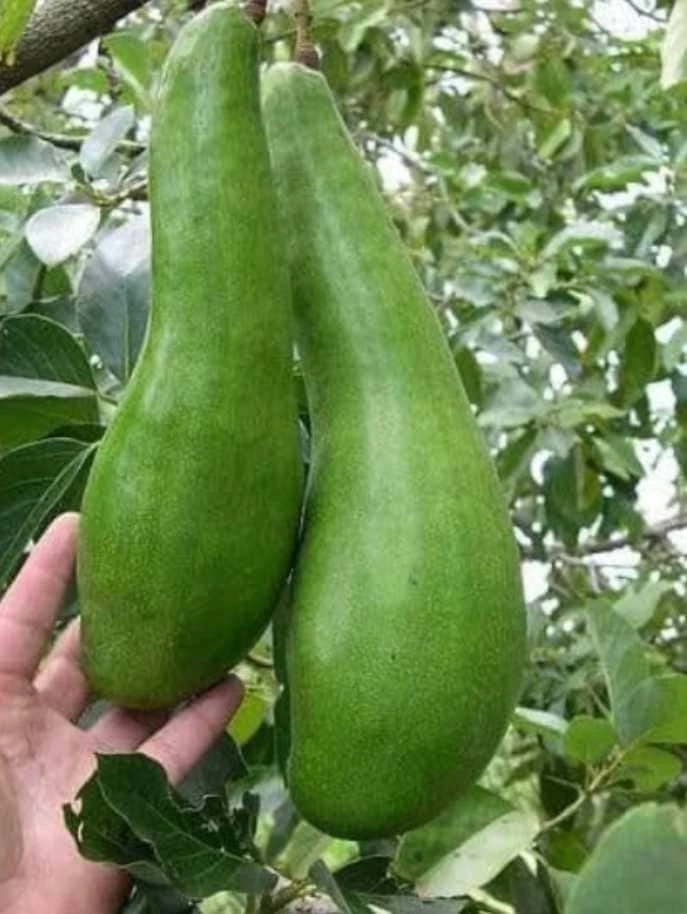 Grafted Wilson Popenoe Avocado Live Plant – Fast Fruiting, High Yield, 3-4 ft Tall - Image 3