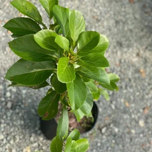 Grafted Wilson Popenoe Avocado Live Plant – Fast Fruiting, High Yield, 3-4 ft Tall - Image 4