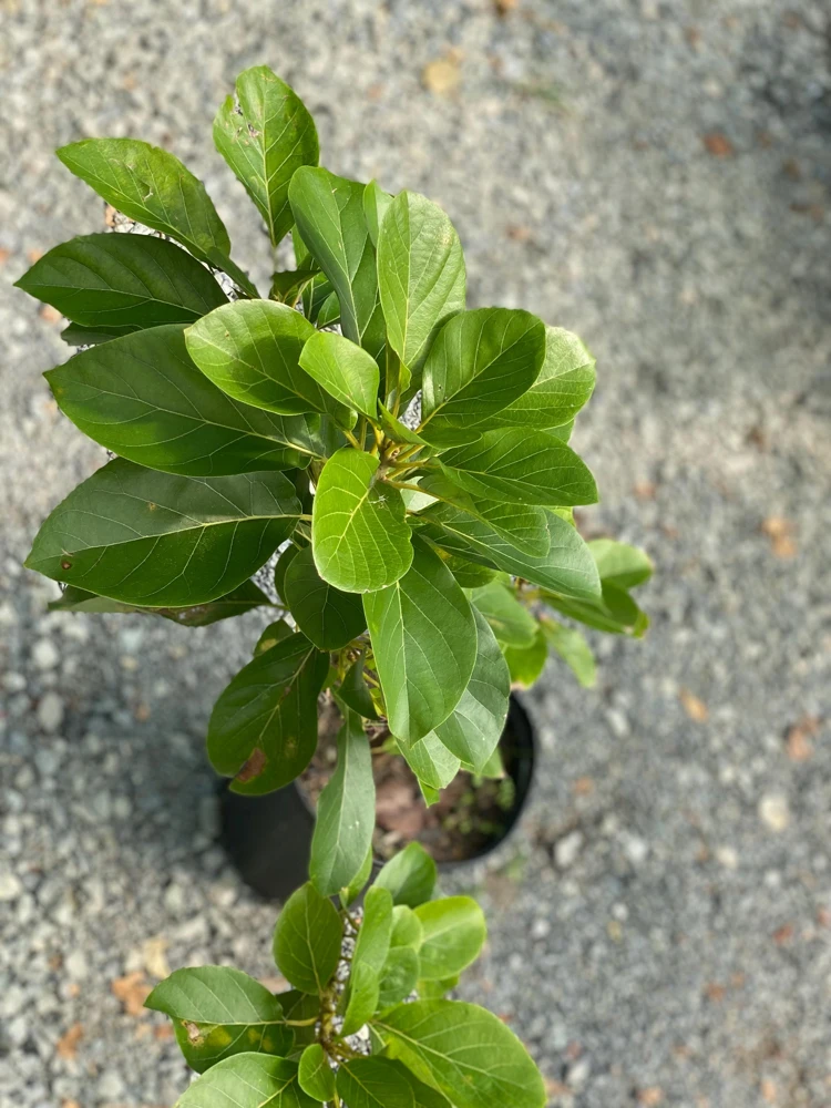 Grafted Wilson Popenoe Avocado Live Plant – Fast Fruiting, High Yield, 3-4 ft Tall - Image 4