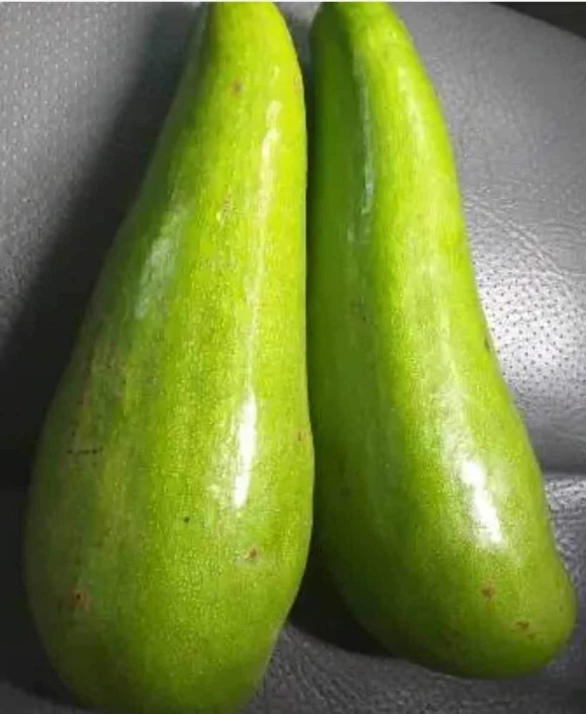 Grafted Wilson Popenoe Avocado Live Plant – Fast Fruiting, High Yield, 3-4 ft Tall - Image 5