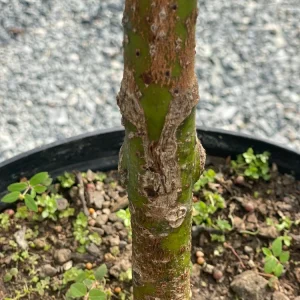 Grafted Wilson Popenoe Avocado Live Plant – Fast Fruiting, High Yield, 3-4 ft Tall - Image 6
