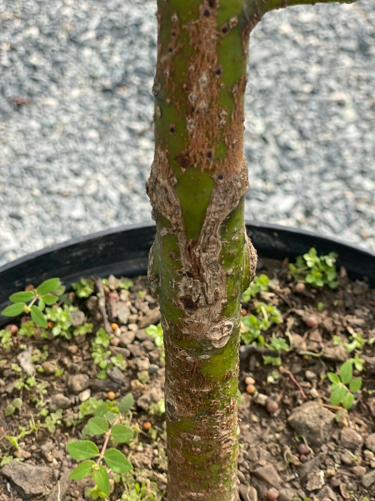 Grafted Wilson Popenoe Avocado Live Plant – Fast Fruiting, High Yield, 3-4 ft Tall - Image 6