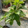 Grafted Wilson Popenoe Avocado Live Plant – Fast Fruiting, High Yield, 3-4 ft Tall - Image 1